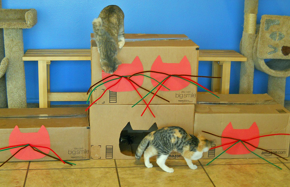 Environmental Enrichment for Indoor Cats Maximizing Your Home to