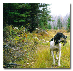 bird dog training in use