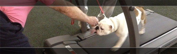 Ziggy on Treadmill