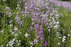 PondFlowers