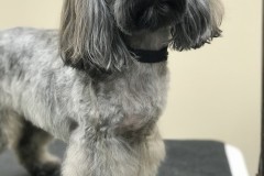 Grooming-3-11-20