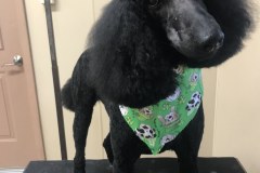 blackPood