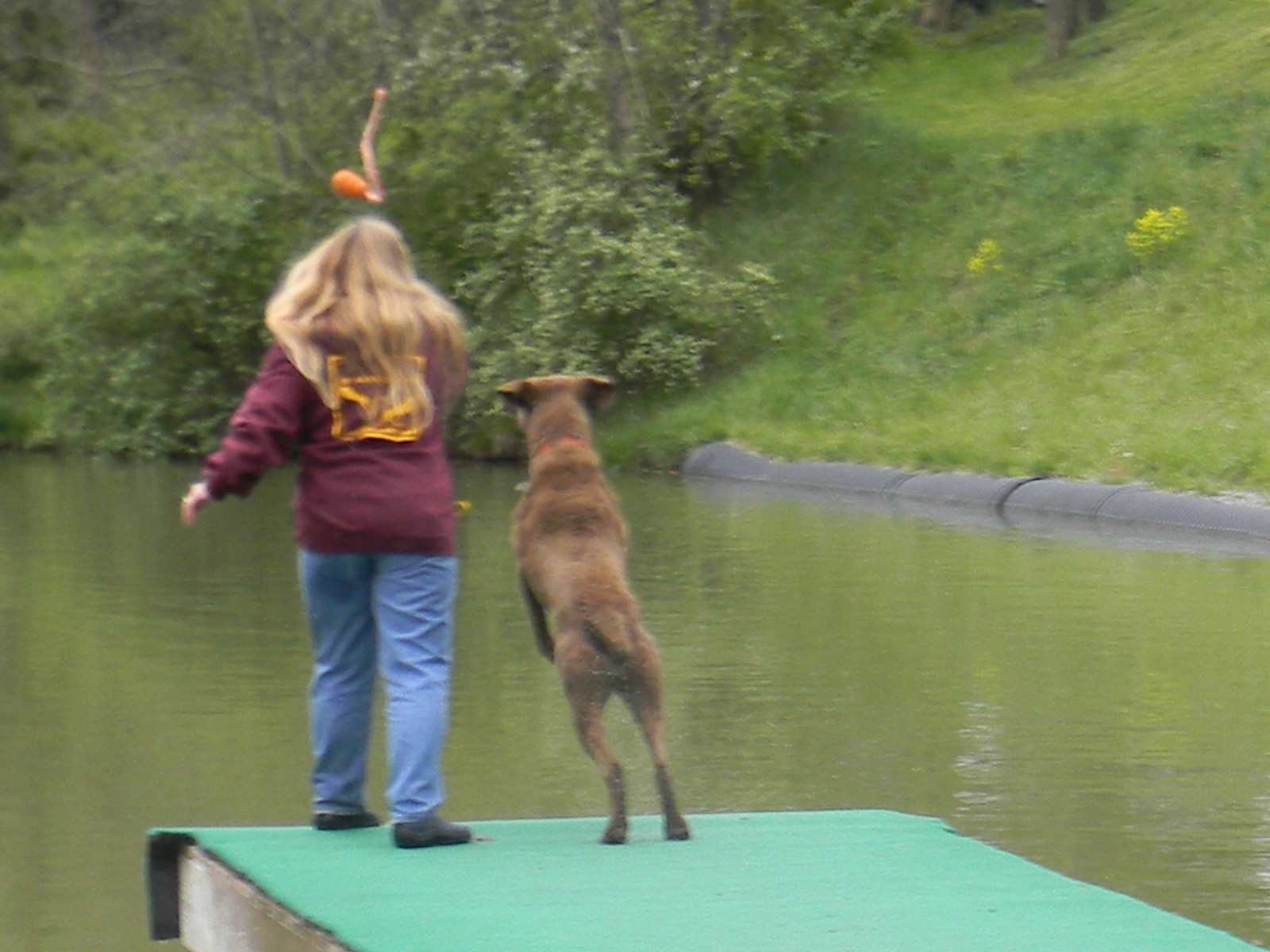 BIRD DOG TRAINING | J Wells Kennels