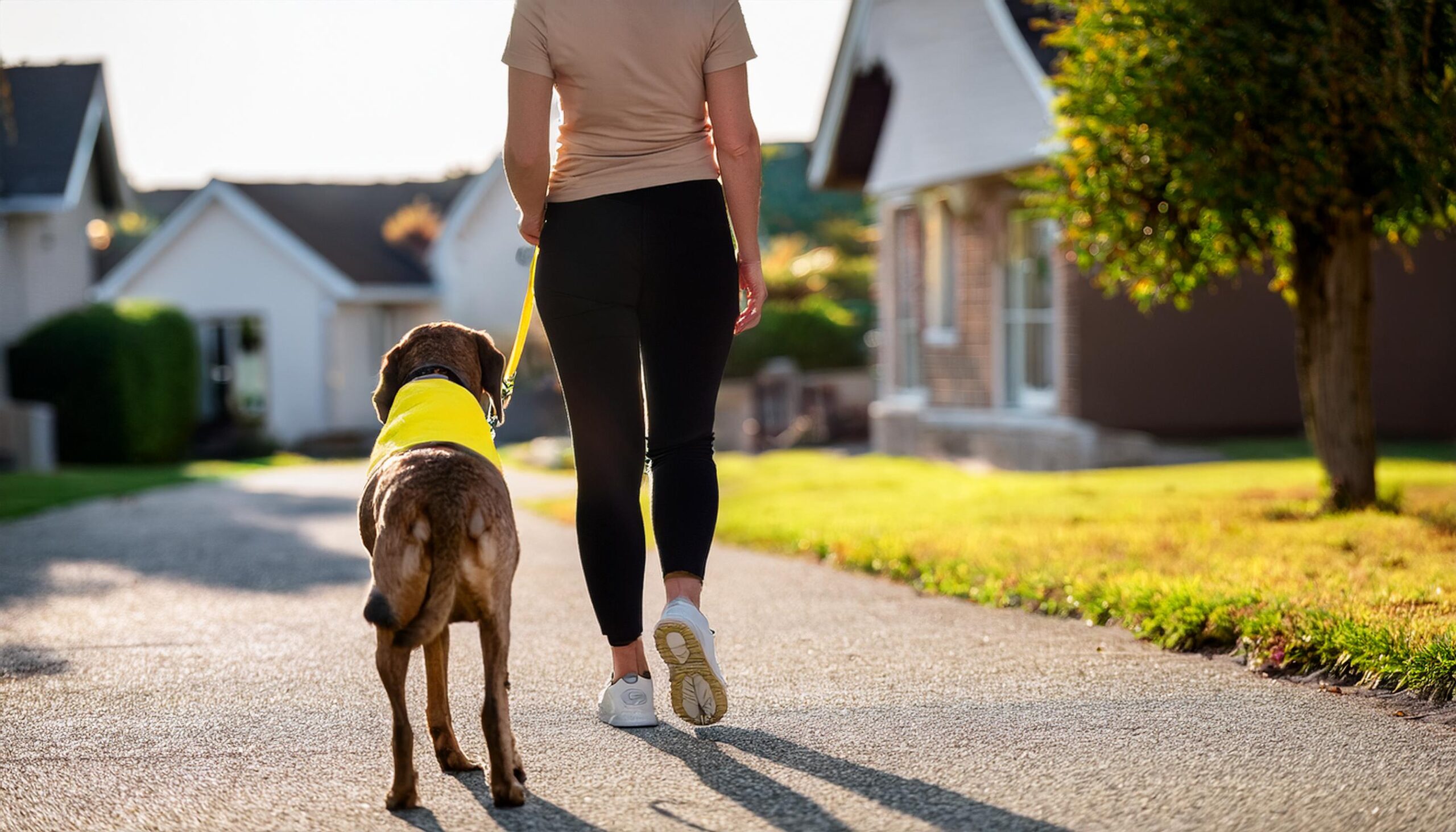 Firefly dog on a leash, seen from behind, wearing a plain safety yellow bandana, out on a walk with