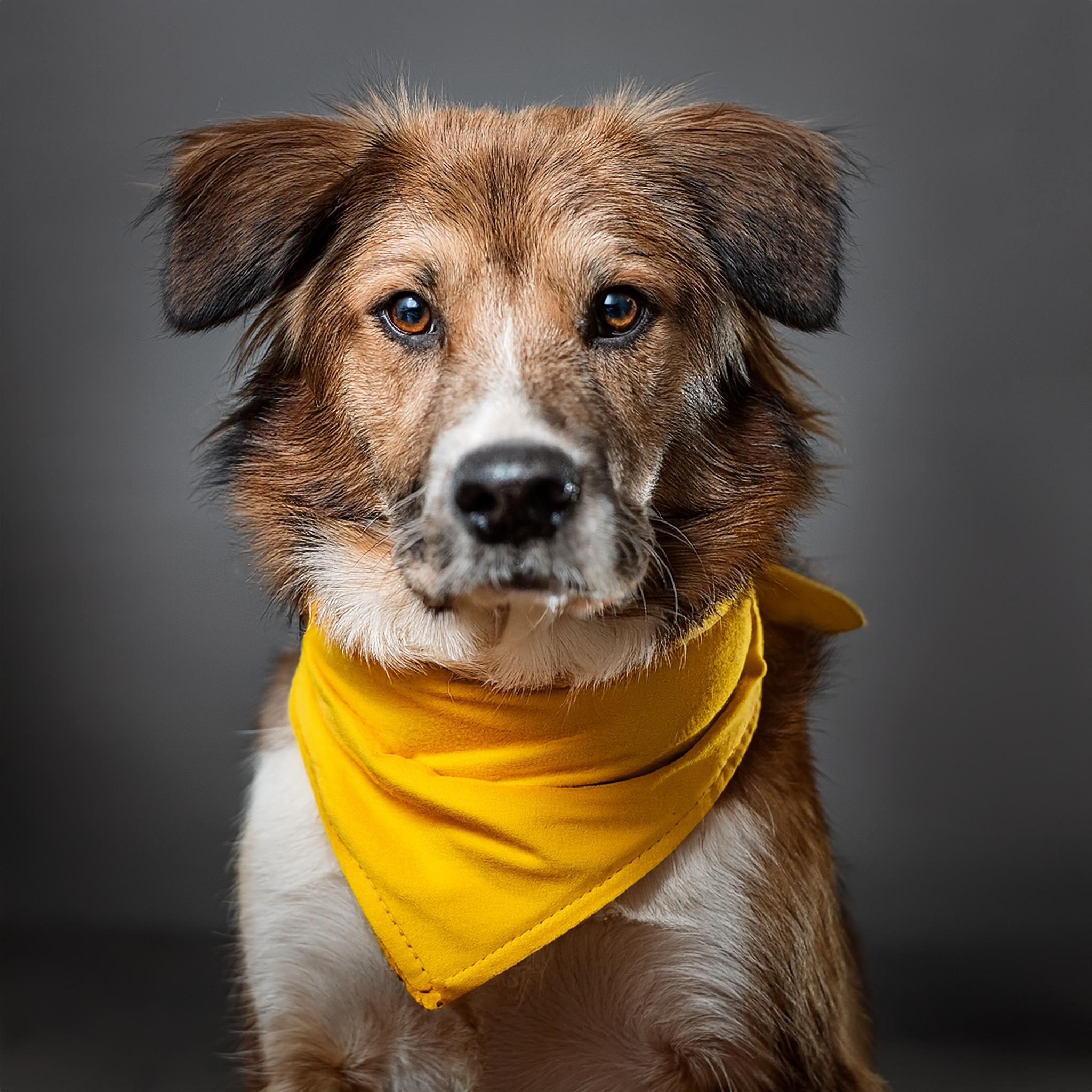 Firefly dog wearing a plain yellow bandana, sitting down, looking at the camera. 59355